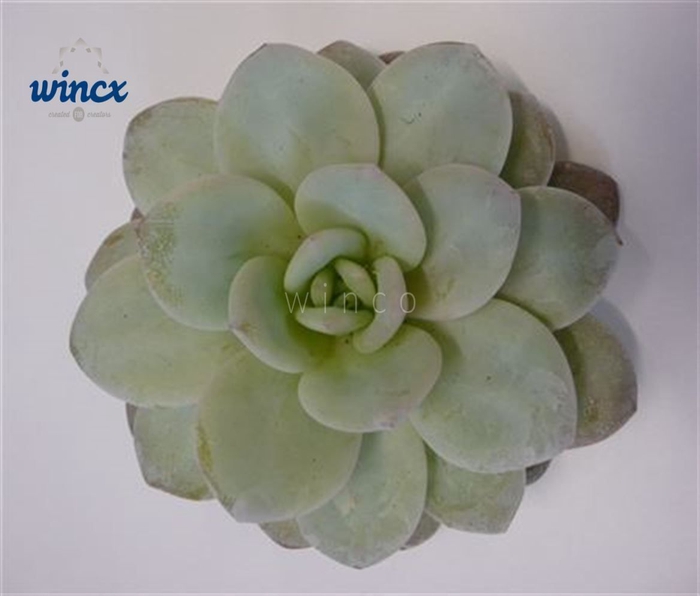 Echeveria Lauii Cutflower Wincx-5cm