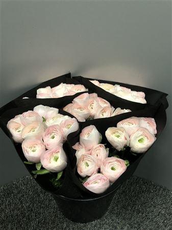 <h4>Ran Suc Hanoi Sup</h4>