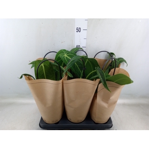 Anthurium   ...