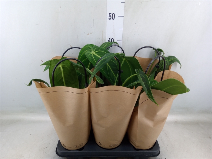 <h4>Anthurium   ...</h4>