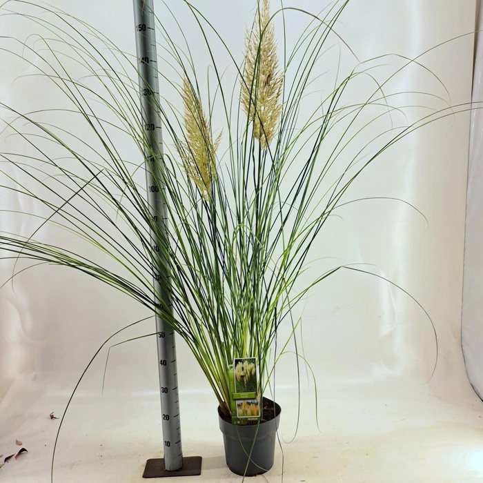 Cortaderia selloana Pumila