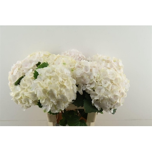 Hydr M Sweet Verena 65-21
