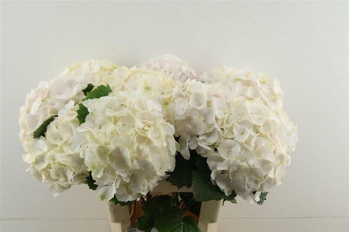 <h4>Hydr M Sweet Verena 65-21</h4>