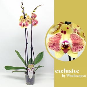 Exotic Punch (GROEN)