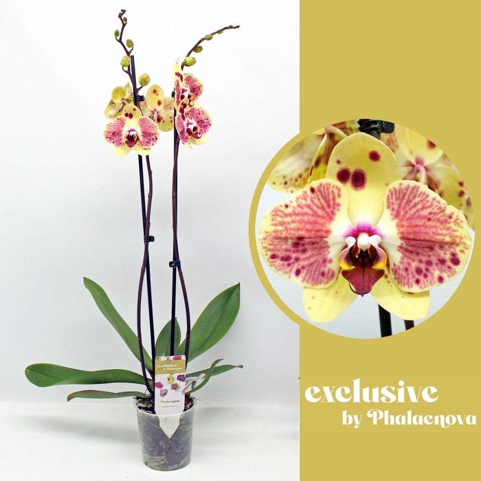 <h4>Exotic Punch (GROEN)</h4>