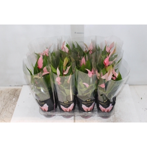 ANTHURIUM LILLI P09 PREMIUM