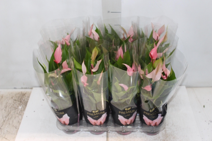 <h4>ANTHURIUM LILLI P09 PREMIUM</h4>