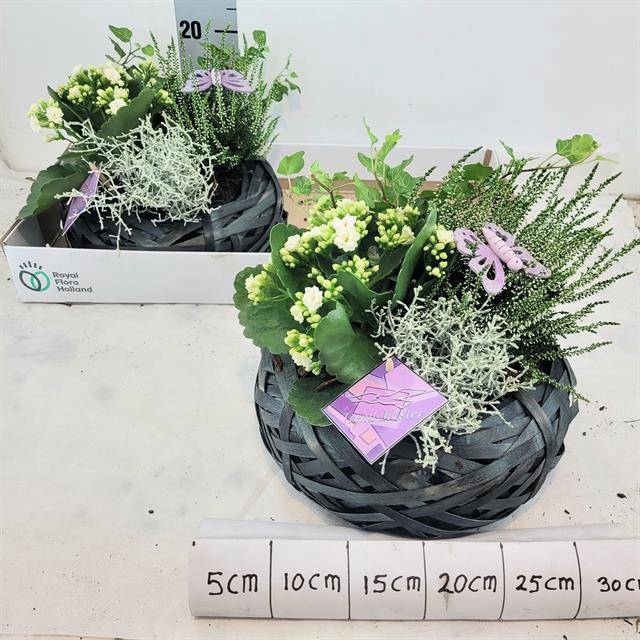 <h4>Arr Tuinplanten</h4>