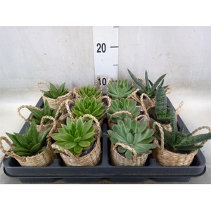 Arr.   Kamerplant Groen L%