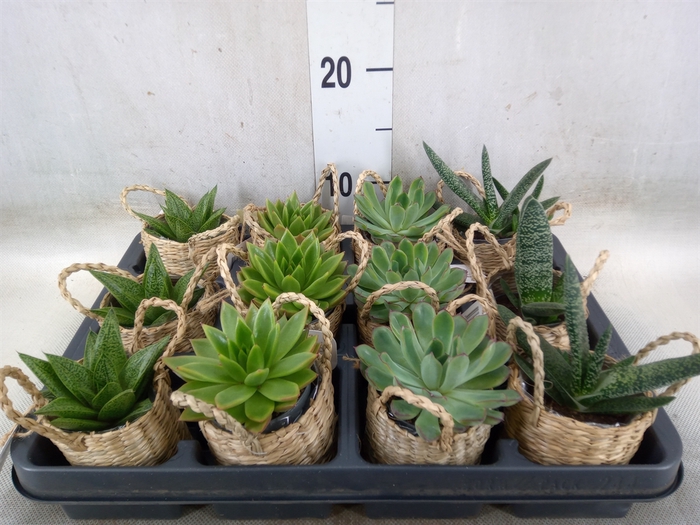 <h4>Arr.   Kamerplant Groen L%</h4>