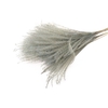 Bunch Fluffy Silver Grass 10pcs L75