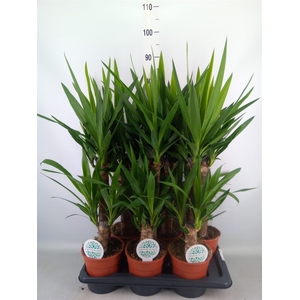 Yucca   ...