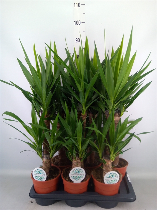 <h4>Yucca   ...</h4>
