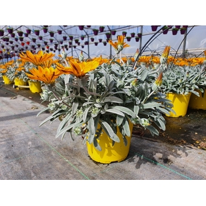 Gazania gemengd