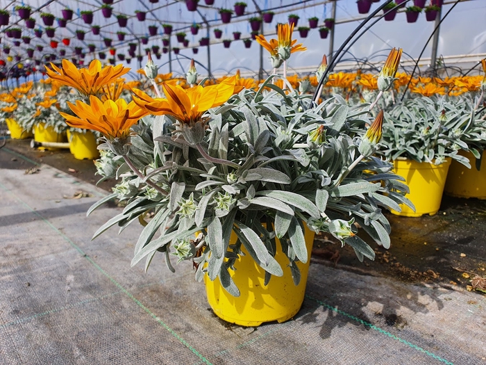 <h4>Gazania gemengd</h4>