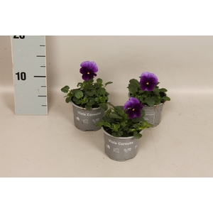 (X) Viola cornuta F1 Beaconsfield