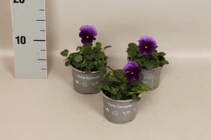 (X) Viola cornuta F1 Beaconsfield