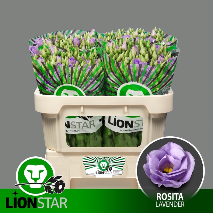 <h4>EUS G ROSI LAVENDER</h4>