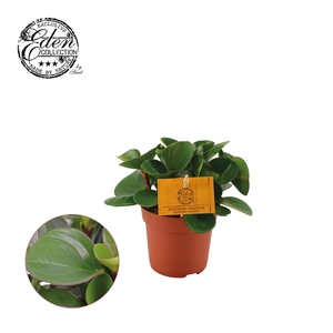 Peperomia Obtipan Groen 10,5cm