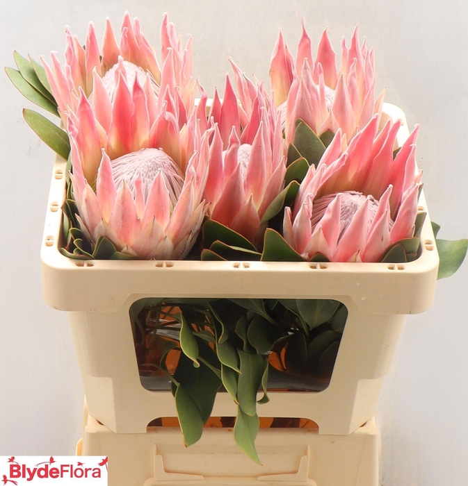 <h4>PROTEA CY SANDRA</h4>