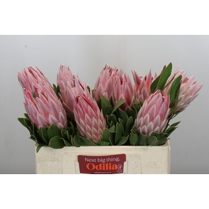 Protea Cynaroides