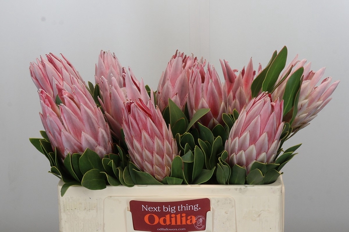 <h4>Protea Cynaroides</h4>