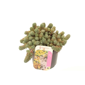 Sedum forsterianum Oracle