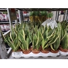 Sansevieria trif. Futura Superba