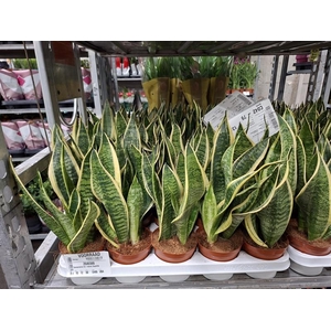 Sansevieria trif. Futura Superba
