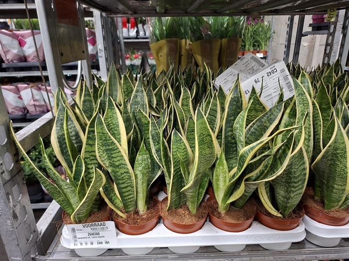 <h4>Sansevieria trif. Futura Superba</h4>