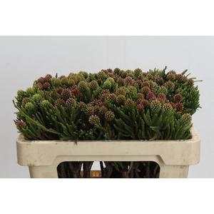 Kaaps Groen Brunia Fragarioides (Clusterstar)