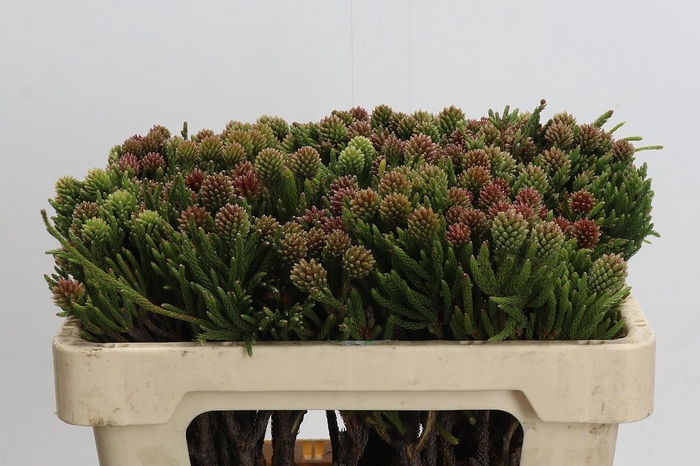 <h4>Kaaps Groen Brunia Fragarioides (Clusterstar)</h4>