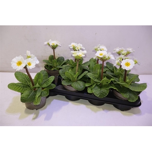 arr8 Prim Elatior White