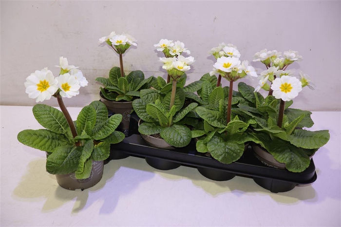 <h4>arr8 Prim Elatior White</h4>