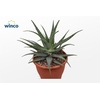 Aloe Arborescens