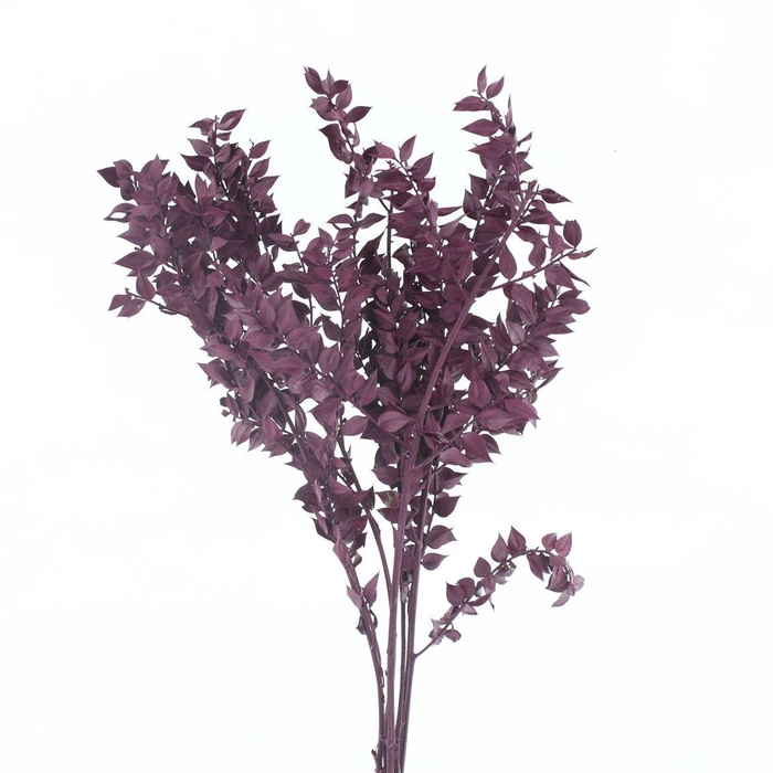 <h4>Pres Ruscus Bleached Bordeaux Per Stem</h4>