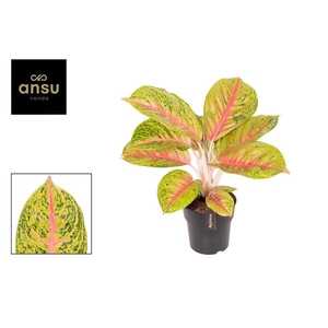 Aglaonema Grand Blossom