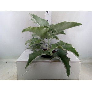 Kalanchoe NF beharensis
