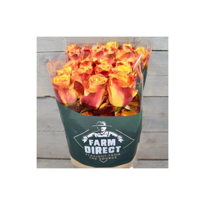 <h4>R Gr Silantoi</h4>