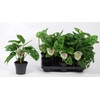 Monstera Adansonii
