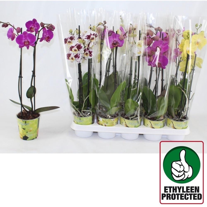<h4>PHAL GEM 6 KL</h4>