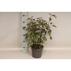 vaste planten 19 cm  Salvia hybrid Embers Wish