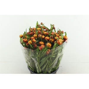 Helichrysum Orange