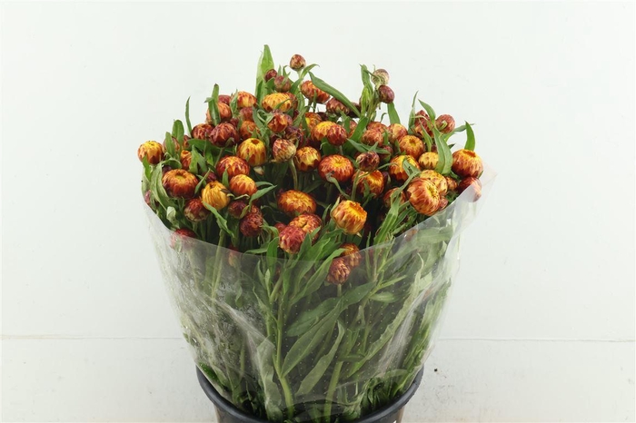 <h4>Helichrysum Orange</h4>