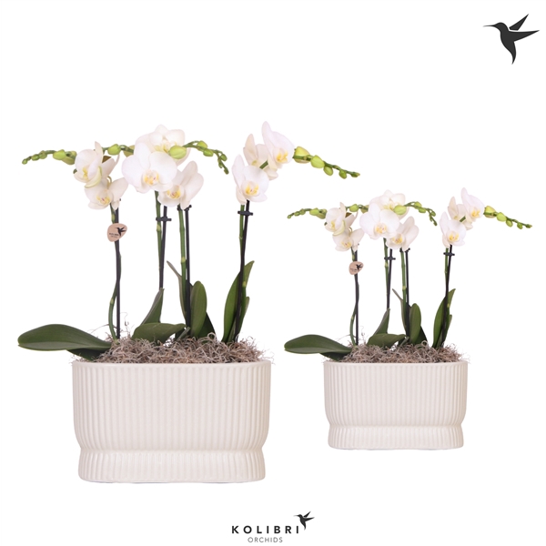 <h4>Kolibri Orchids Phalaenopsis white 4spike in Diabolo travertine</h4>