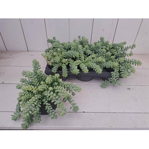 SEDUM BURRITO