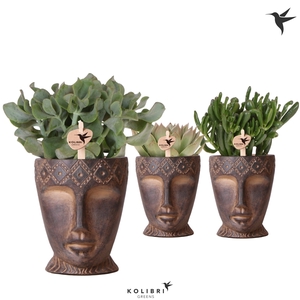 Kolibri Greens Succulenten mix in Totem Mask pot