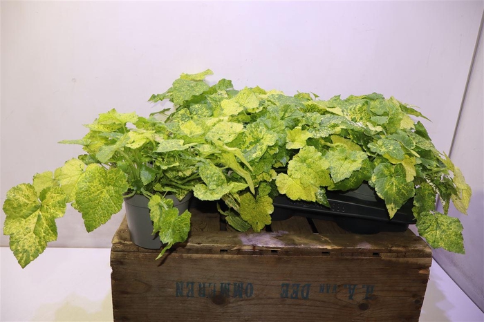 <h4>arr8 Tolmiea M Bont</h4>