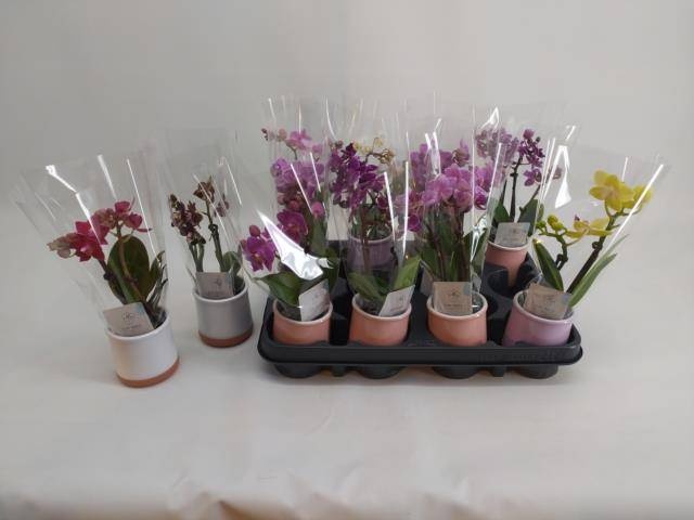 <h4>PHAL MINI</h4>