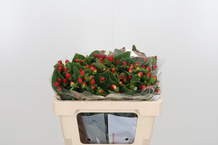 <h4>Hyp Mag Triumph</h4>